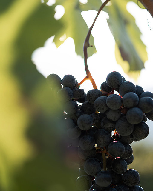 Condizioni ideali per il miglior vino